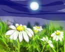 moondaisies