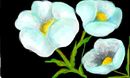 blue-flowers