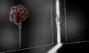 secret-rose