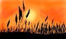 corn-at-sunset