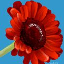 big-red