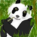 panda