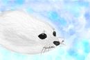 baby-seal
