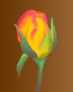 rose-bud rose-bud