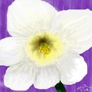 daffodil