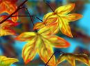 the-colors-of-the-autu