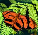 butterfly-and-fern