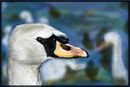 the-swan-lake