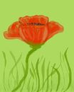 papaver