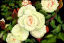delicate-rose