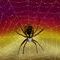 spider by babsblueeyes