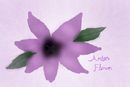 the-amber-flower the-amber-flower