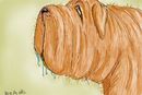 shar-pei shar-pei
