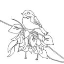 sparrow