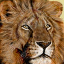 the-lion