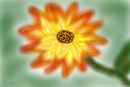 single-flower
