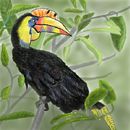 toucan-or-not