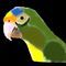 parrot by kirran123