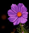 purple-flower