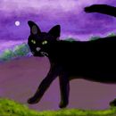 cat-in-the-late-evenin
