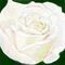 white-and-pink-flower by alexa