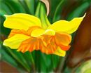 daffodil