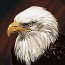 bald-eagle