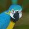 blue-and-yellow-macaw by zeroimmortal