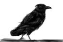 crow