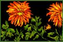 shredded-flowers