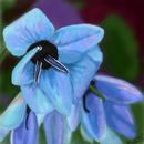 blue-flowers