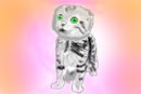 cute-kitten