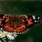 butterfly by andypandy31