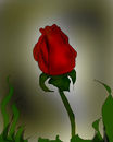 a-red-rose