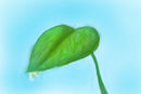 leaf