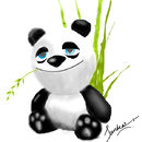 panda panda