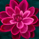 bright-pink