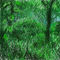 jungle by wildwoodking