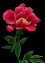 red-rose-for-shofiah