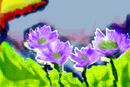 eh-3-water-lillies