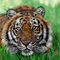 tiger by hakan