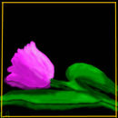 faint-tulip
