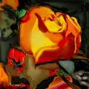 primera-rosa