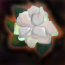 jasmin