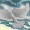 dove by prizmspect