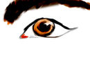eye