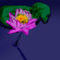 lilly-flower by sandeepanandnair