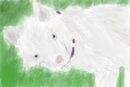shiloh