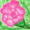 rose by vino3sarika