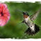 colibri by mmbelu